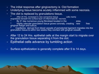 - The initial response after gingivectomy is   Clot formation  Underlying tissue become acutely inflammed with some necrosis.  The clot is replaced by granulations tissue .  * After 24 Hrs. increased in new connective tissue  cells mainly  angioblasts beneath the surface layer of inflammation&  necrosis. * By 3 rd  day numerous young fibroblast located in the  area.  * Highly vascular granulation tissue grows coronaly, creating  new  free gingival margin and sulcus. *  Capillaries  derived from blood vessels of periodontal ligament migrates into the granulation tissue & within two weeks they connect with gingival vessels. After 12 to 24 Hrs. epithelial cells at the margin start to migrate over the granulation tissue separating it from the clot.   Epithelial cells advance by tumbling action  Surface epithelization is generally complete after 5 to 14 days. 
