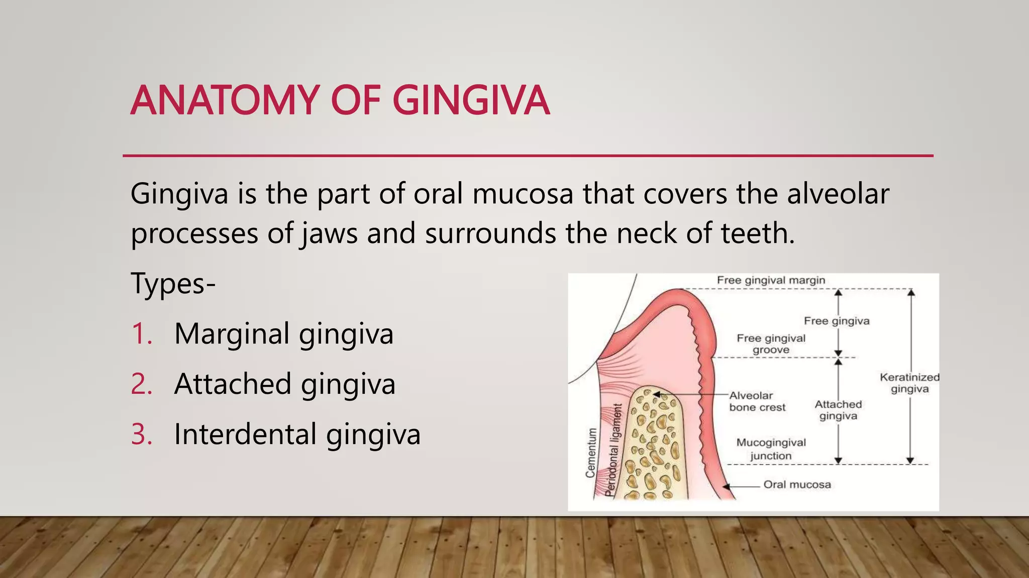 ANATOMY OF GINGIVA
Gingiva is the part of oral mucosa that covers the alveolar
processes of jaws and surrounds the neck of teeth.
Types-
1. Marginal gingiva
2. Attached gingiva
3. Interdental gingiva
 