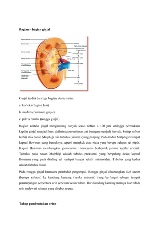 Bagian – bagian ginjal




Ginjal terdiri dari tiga bagian utama yaitu:

a. korteks (bagian luar)

b. medulla (sumsum ginjal)

c. pelvis renalis (rongga ginjal).

Bagian korteks ginjal mengandung banyak sekali nefron ± 100 juta sehingga permukaan
kapiler ginjal menjadi luas, akibatnya perembesan zat buangan menjadi banyak. Setiap nefron
terdiri atas badan Malphigi dan tubulus (saluran) yang panjang. Pada badan Malphigi terdapat
kapsul Bowman yang bentuknya seperti mangkuk atau piala yang berupa selaput sel pipih.
Kapsul Bowman membungkus glomerulus. Glomerulus berbentuk jalinan kapiler arterial.
Tubulus pada badan Malphigi adalah tubulus proksimal yang bergulung dekat kapsul
Bowman yang pada dinding sel terdapat banyak sekali mitokondria. Tubulus yang kedua
adalah tubulus distal.

Pada rongga ginjal bermuara pembuluh pengumpul. Rongga ginjal dihubungkan oleh ureter
(berupa saluran) ke kandung kencing (vesika urinaria) yang berfungsi sebagai tempat
penampungan sementara urin sebelum keluar tubuh. Dari kandung kencing menuju luar tubuh
urin melewati saluran yang disebut uretra.



Tahap pembentukan urine
 