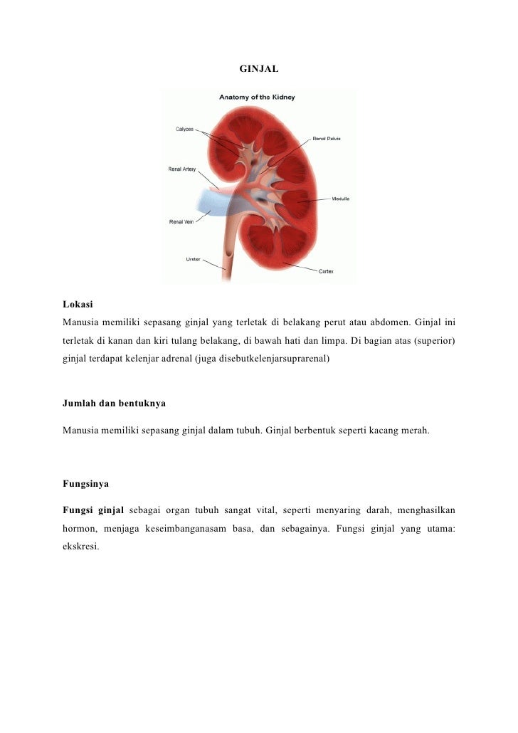 Download 770 Koleksi Gambar Ginjal Sepasang Paling Baru Gratis HD