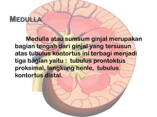 MEDULLA

     Medulla atau sumsum ginjal merupakan
 bagian tengah dari ginjal yang tersusun
 atas tubulus kontortus ini terbagi menjadi
 tiga bagian yaitu : tubulus prontoktus
 proksimal, lengkung henle, tubulus
 kontortus distal.
 
