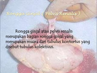 Rongga ginjal atau pelvis renalis
merupakan bagian rongga ginjal yang
merupakan muara dari tubulus kontortus yang
disebut tubulus kolektivus.
 