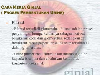 CARA KERJA GINJAL
( PROSES PEMBENTUKAN URINE)

  a.   Filtrasi
       - Filtrasi terjadi di glomerulus. Filtrasi adalah proses
       penyaringan berupa keluarnya sebagian zat-zat
       berukuran kecil dari glomerulus, sedangkan zat
       berukuran besar (seperti protein) tetap tertahan di
       dalam glomerulus.
       - Urine primer hasil filtrasi akan ditampung oleh
       kapsula bowman dan disalurkan ke tubulus
       kontortus proksimal.
 