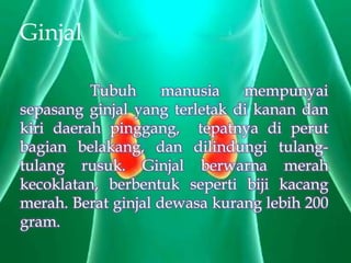 Ginjal

          Tubuh      manusia   mempunyai
sepasang ginjal yang terletak di kanan dan
kiri daerah pinggang, tepatnya di perut
bagian belakang, dan dilindungi tulang-
tulang rusuk. Ginjal berwarna merah
kecoklatan, berbentuk seperti biji kacang
merah. Berat ginjal dewasa kurang lebih 200
gram.
 