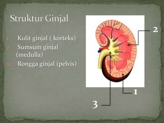 2
1.  Kulit ginjal ( korteks)
2. Sumsum ginjal
   (medulla)
3. Rongga ginjal (pelvis)




                                  1
                              3
 