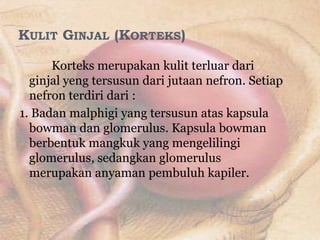 KULIT GINJAL (KORTEKS)

      Korteks merupakan kulit terluar dari
  ginjal yeng tersusun dari jutaan nefron. Setiap
  nefron terdiri dari :
1. Badan malphigi yang tersusun atas kapsula
  bowman dan glomerulus. Kapsula bowman
  berbentuk mangkuk yang mengelilingi
  glomerulus, sedangkan glomerulus
  merupakan anyaman pembuluh kapiler.
 