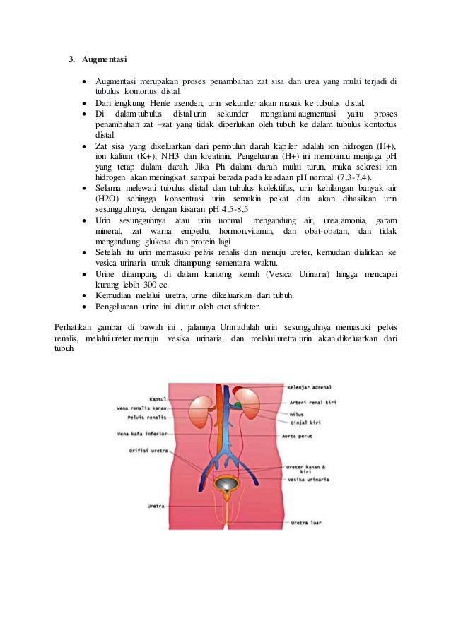 80 Gambar Urutan Ginjal 80 Gambar Urutan Ginjal