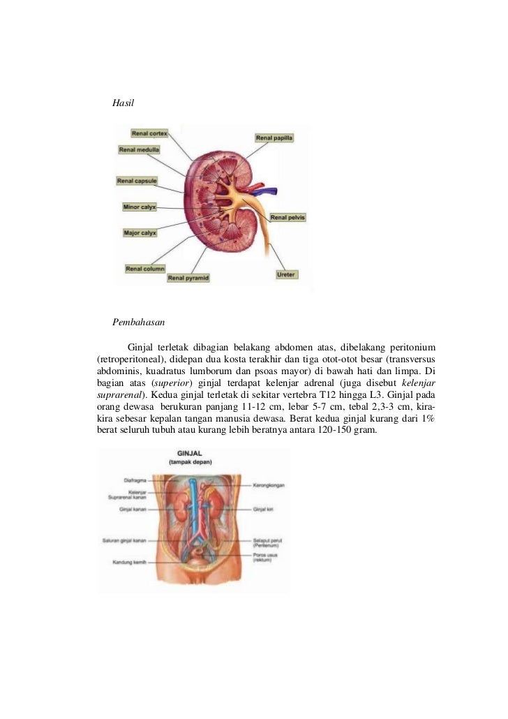Unduh 400 Gambar Ginjal Kambing Terbaik Gratis HD