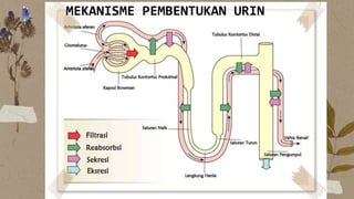 MEKANISME PEMBENTUKAN URIN
 