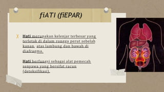 Hati merupakan kelenjar terbesar yang
terletak di dalam rongga perut sebelah
kanan, atas lambung dan bawah di
diafragma.
Hati berfungsi sebagai alat pemecah
senyawa yang bersifat racun
(detoksifikasi).
fiATI (fiEPAR)
 