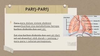 Paru-paru dalam sistem ekskresi
mengeluarkan sisa metabolisme berupa
karbon dioksida dan uap air.
Zat sisa karbon dioksida dan uap air dari
sel-sel diangkut oleh darah > jantung >
paru-paru > saluran pernapasan.
PARfj-PARfj
 