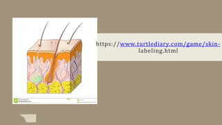 https://www.turtlediary.com/game/skin-
labeling.html
 