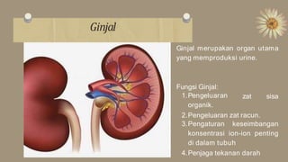 Ginjal
zat sisa
Ginjal merupakan organ utama
yang memproduksi urine.
Fungsi Ginjal:
1.Pengeluaran
organik.
2.Pengeluaran zat racun.
3.Pengaturan keseimbangan
konsentrasi ion-ion penting
di dalam tubuh
4.Penjaga tekanan darah
 