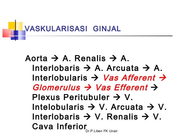 87+ Gambar Vaskularisasi Ginjal 87+ Gambar Vaskularisasi Ginjal