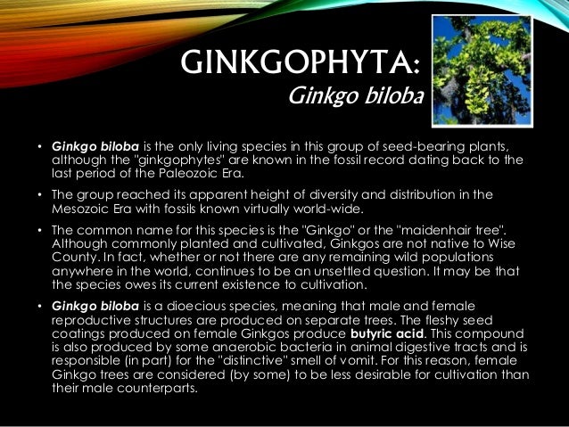 gymnosperms ginkgophyta by al