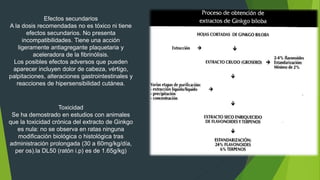Efectos secundarios
A la dosis recomendadas no es tóxico ni tiene
efectos secundarios. No presenta
incompatibilidades. Tiene una acción
ligeramente antiagregante plaquetaria y
aceleradora de la fibrinólisis.
Los posibles efectos adversos que pueden
aparecer incluyen dolor de cabeza, vértigo,
palpitaciones, alteraciones gastrointestinales y
reacciones de hipersensibilidad cutánea.
Toxicidad
Se ha demostrado en estudios con animales
que la toxicidad crónica del extracto de Ginkgo
es nula: no se observa en ratas ninguna
modificación biológica o histológica tras
administración prolongada (30 a 60mg/kg/día,
per os).la DL50 (ratón i.p) es de 1.65g/kg)
 