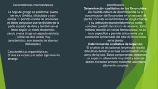 Características macroscópicas
La hoja de ginkgo es poliforma: puede
ser muy dividida, bilobulada o casi
entera. El peciolo consta de dos haces
de tejido conductor que se dividen en la
parte superior de éste y también en el
limbo según un modo dicotómico,
dando a esta droga un aspecto estriado
( sobre las dos caras) muy
característico, con aspecto de abanico
(flabeladas)
Características organolépticas
El olor es escaso y el sabor ligeramente
amargo.
Identificación
Determinación cualitativa de los flavonoides:
Un método clásico de determinación de la
concentración de flavonoides en un extraco de
planta, consiste en la hidrolisis de los glucósidos
y su detección espectrofotométrica como
complejo quelado de cloruro de aluminio. Este
método descrito en varias farmacopeas, no es
muy especifico y permite únicamente una
estimación aproximada del total de flavonoides
en la planta.
Determinación cualitativa de terpenos:
El análisis de las lactonas terpénicas resulta
dificultoso debido a su baja concentración en el
polvo de la hoja. Estos componentes presentan
un espectro ultravioleta muy débil y además
deben extraerse primero mediante una matriz
altamente compleja
 