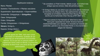 Clasificación botánica
Reino: Plantae
Subreino: Tracheobionta -> Plantas vasculares
Superdivisión: Spermatophyta -> Espermatófitas
División/filo: Ginkgophyta -> Ginkgofitos
Clase: Ginkgoopsida
Orden: Ginkgoales
Familia: Ginkgoaceae -> Ginkgoáceas
Género: Ginkgo L.
Especie: Ginkgo biloba L.
Planta
de
Ginkgo
* Se considera un Fósil viviente, debido a que, es el árbol más
antiguo que se conoce, Data del periodo jurásico.
* El Ginkgo biloba es una árbol cuyo uso como planta medicinal
se remonta a la antigua china. Sus aplicaciones aparecen ya
recogidas en el tratado medicinal Chen Noung Pen Tsao,
escrito por la herborista Chen Noung (2767-2687 a.C).
* Algunos autores lo han llamado el “árbol de la vida”, ya que
tiene gran capacidad de resistir diversos factores
medioambientales (por ejemplo, no necesita ser tratado con
pesticidas, gracias a su inmunidad frente a virus bacterias o
plagas de insectos).
El 6 de agosto de 1945, todo eran ruinas
calcinadas en Hiroshima, acababa de ser
destruida por el lanzamiento de la bomba
atómica. En lo que era un parque publico, un
majestuoso Ginko ardió en llamas, la primavera
siguiente el árbol broto una yema de los restos
carbonizados.
 