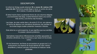 DESCRIPCIÓN
Un árbol de Ginkgo puede alcanzar 30, a veces 40, metros (100
pies) de alto Y el tronco puede llegar a tener un ancho de cerca
de 4 metros (13 pies) de diámetro.
El árbol macho tiene usualmente forma de una columna delgada
y es levemente más largo, el árbol femenino tiene una corona
más ancha y una forma más frondosa.
Las hojas, de color verde claro y de entre 5-15 cm, son planas y
en forma de abanico con nervadura dicotómica, las nacidas en
los brotes largos suelen presentar muescas o lóbulos.
Este árbol es un gimnosperma, lo que significa que sus semillas
no poseen cáscara protectora.
Ejemplares masculinos inflorescencias amarillas agrupadas en
amentos cilíndricos, muy numerosos y que nacen en los brotes
cortos.
En los femeninos, las flores se encuentran en grupos de 2 o 3,
produciendo una especie de drupa blanda de color marrón
amarillento y textura carnosa, tornándose al madurar verde
grisáceas.
 