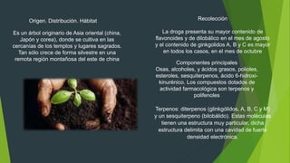 Recolección
La droga presenta su mayor contenido de
flavonoides y de dilobálico en el mes de agosto
y el contenido de ginkgolidos A, B y C es mayor
en todos los casos, en el mes de octubre
Componentes principales
Osas, alcoholes, y ácidos grasos, polioles,
esteroles, sesquiterpenos, ácido 6-hidroxi-
kinurénico. Los compuestos dotados de
actividad farmacológica son terpenos y
polifenoles
Terpenos: diterpenos (glinkgólidos, A, B, C y M)
y un sesquiterpeno (bilobálido). Estas moléculas
tienen una estructura muy particular, dicha
estructura delimita con una cavidad de fuerte
densidad electrónica.
Origen. Distribución. Hábitat
Es un árbol originario de Asia oriental (china,
Japón y corea), donde se cultiva en las
cercanías de los templos y lugares sagrados.
Tan sólo crece de forma silvestre en una
remota región montañosa del este de china
 