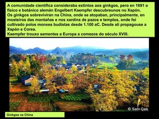 A comunidade científica consideraba extintos aos ginkgos, pero en 1691 o 
físico e botánico alemán Engelbert Kaempfer descubreunos no Xapón. 
Os ginkgos sobreviviran na China, onde se atopaban, principalmente, en 
mosteiros das montañas e nos xardins de pazos e templos, onde foi 
cultivado polos monxes budistas desde 1.100 aC. Desde alí propagouse a 
Xapón e Corea.
Kaempfer trouxo sementes a Europa a comezos do século XVIII.
Ginkgos na China
 