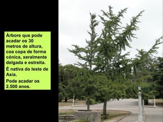 Árbore que pode 
acadar os 30 
metros de altura, 
coa copa de forma 
cónica, xeralmente 
delgada e estreita.
É nativa do leste de 
Asia. 
Pode acadar os 
2.500 anos.
 