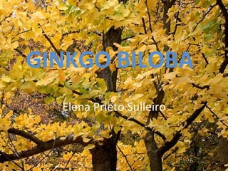 GINKGO BILOBA Elena Prieto Sulleiro 