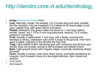 http://dendro.cnre.vt.edu/dendrology/syllabus/factsheet.cfm?ID=122 ginkgo Ginkgoaceae Ginkgo biloba Leaf: Alternate, simple, fan-shaped, 2 to 3 inches long and wide; parallel, fan-like veination, may be irregularly 2 to 3 lobed at the broad edge or just wavy, petiole long, light green above and below. Flower: Dioecious; tiny green males are borne on 1 inch long catkins; female "cones" are 1 1/2 to 2 inch long peduncles, bearing 1 to 2 ovules, present in mid-spring. Fruit: Actually a naked seed; 1 inch long, with a fleshy covering that develops a strong, unpleasant odor when it drops to the ground, inner hard seed is edible, maturing in the fall after the first frost. Twig: Light reddish brown, becoming gray with numerous and obvious spur shoots; buds are broadly conical to dome-shaped and reddish brown. Bark: Light grayish brown with irregular ridges, eventually becoming deeply furrowed. Form: Usually a narrow, oval crown when young, eventually developing an irregular, much broader crown of a few large branches. Spur shoots are obvious. 271E 243W Gymnosperm