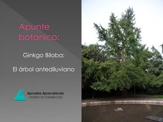 Ginkgo Biloba: 
El árbol antediluviano 
 