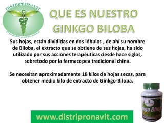 Sus hojas, están divididas en dos lóbulos , de ahí su nombre
de Biloba, el extracto que se obtiene de sus hojas, ha sido
utilizado por sus acciones terapéuticas desde hace siglos,
sobretodo por la farmacopea tradicional china.
Se necesitan aproximadamente 18 kilos de hojas secas, para
obtener medio kilo de extracto de Ginkgo-Biloba.
 