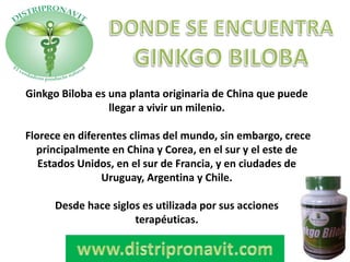Ginkgo Biloba es una planta originaria de China que puede
llegar a vivir un milenio.
Florece en diferentes climas del mundo, sin embargo, crece
principalmente en China y Corea, en el sur y el este de
Estados Unidos, en el sur de Francia, y en ciudades de
Uruguay, Argentina y Chile.
Desde hace siglos es utilizada por sus acciones
terapéuticas.
 