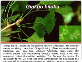 Ginkgo biloba L. belongs to the botanical family of Ginkgoceae. The common
names are Ginkgo, Kew tree, Ginkyo,Yinhsing, (Silver Apricot-Japanese) ,
Maidenhair tree, Fossil Tree, Salisburia Adiantifolia. Today, nearly 500
scientific papers now documenting Ginkgo's effects make it the well-
researched botanical medicine available. The German Commission Es
(equivalent to the US Food and Drug Administration for botanicals) has
Ginkgo biloba
 