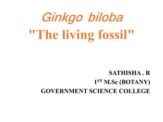 Ginkgo biloba
"The living fossil"
SATHISHA . R
1ST M.Sc (BOTANY)
GOVERNMENT SCIENCE COLLEGE
 