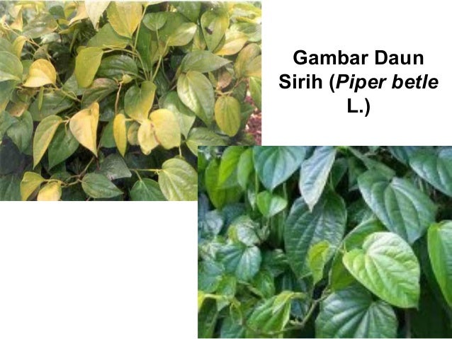 Ginkgo Biloba Piper B Klp 1