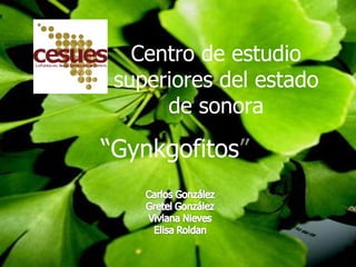 Centro de estudio superiores del estado de sonora “ Gynkgofitos ” 