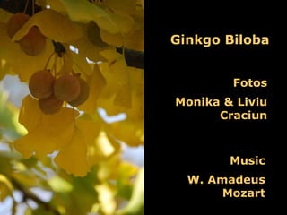 Ginkgo Biloba Fotos Monika & Liviu Craciun Music W. Amadeus Mozart 
