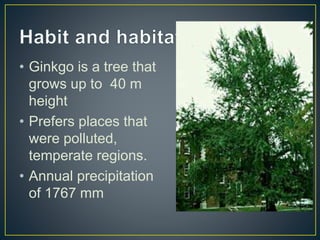 • Ginkgo is a tree that
grows up to 40 m
height
• Prefers places that
were polluted,
temperate regions.
• Annual precipitation
of 1767 mm