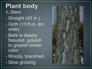 A.Stem
- Straight (40 m )
- Girth (13 ft ot 4m
wide)
- Bark is deeply
fissured, grayish
to grayish brown
color
- Woody, branched
- Slow growing