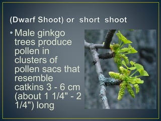 • Male ginkgo
trees produce
pollen in
clusters of
pollen sacs that
resemble
catkins 3 - 6 cm
(about 1 1/4" - 2
1/4") long.