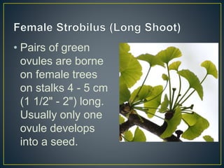 • Pairs of green
ovules are borne
on female trees
on stalks 4 - 5 cm
(1 1/2" - 2") long.
Usually only one
ovule develops
into a seed.