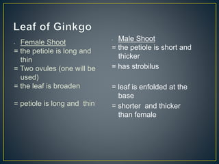 • Female Shoot
= the petiole is long and
thin
= Two ovules (one will be
used)
= the leaf is broaden
= petiole is long and thin
• Male Shoot
= the petiole is short and
thicker
= has strobilus
= leaf is enfolded at the
base
= shorter and thicker
than female