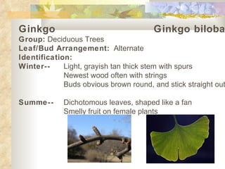 Ginkgo   Ginkgo biloba Group:  Deciduous Trees Leaf/Bud Arrangement:   Alternate Identification: Winter-- Light, grayish tan thick stem with spurs Newest wood often with strings Buds obvious brown round, and stick straight out   Summe-- Dichotomous leaves, shaped like a fan Smelly fruit on female plants 