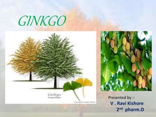 GINKGO
Presented by :-
V . Ravi Kishore
2nd pharm.D
 