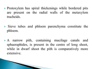  Protoxylem has spiral thickenings while bordered pits
are present on the radial walls of the metaxylem
tracheids.
 Sieve tubes and phloem parenchyma constitute the
phloem.
 A narrow pith, containing mucilage canals and
sphaeraphides, is present in the centre of long shoot,
while in dwarf shoot the pith is comparatively more
extensive.
 