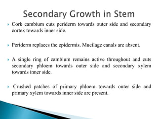  Cork cambium cuts periderm towards outer side and secondary
cortex towards inner side.
 Periderm replaces the epidermis. Mucilage canals are absent.
 A single ring of cambium remains active throughout and cuts
secondary phloem towards outer side and secondary xylem
towards inner side.
 Crushed patches of primary phloem towards outer side and
primary xylem towards inner side are present.
 