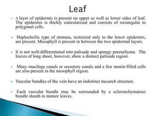  A layer of epidermis is present on upper as well as lower sides of leaf.
The epidermis is thickly cuticularised and consists of rectangular to
polygonal cells.
 Haplocheilic type of stomata, restricted only to the lower epidermis,
are present. Mesophyll is present in between the two epidermal layers.
 It is not well-differentiated into palisade and spongy parenchyma. The
leaves of long shoot, however, show a distinct palisade region.
 Many mucilage canals or secretory canals and a few tannin-filled cells
are also present in the mesophyll region.
 Vascular bundles of the vein have an indistinct mesarch structure.
 Each vascular bundle may be surrounded by a sclerenchymatous
bundle sheath in mature leaves.
 