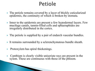  The petiole remains covered by a layer of thickly cuticularized
epidermis, the continuity of which is broken by stomata.
 Inner to the epidermis are present a few hypodermal layers. Few
mucilage canals, tannin-filled cells and sphaeraphides are
irregularly distributed in the cortex.
 The petiole is supplied by a pair of endarch vascular bundles.
 It remains surrounded by a sclerenchymatous bundle sheath.
 Protoxylem has spiral thickenings.
 Cambium is clearly visible uniseriate rays are present in the
xylem. These are continuous with those of the phloem.
 