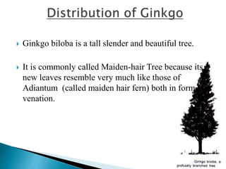  Ginkgo biloba is a tall slender and beautiful tree.
 It is commonly called Maiden-hair Tree because its
new leaves resemble very much like those of
Adiantum (called maiden hair fern) both in form and
venation.
 