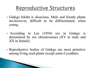  Ginkgo biloba is dioecious. Male and female plants
are,however, difficult to be differentiated, when
young.
 According to Lee (1954) sex in Ginkgo is
determined by sex chromosomes (XY in male and
XX in female).
 Reproductive bodies of Ginkgo are most primitive
among living seed plants except some Cycadales.
 