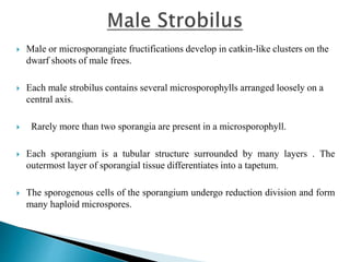  Male or microsporangiate fructifications develop in catkin-like clusters on the
dwarf shoots of male frees.
 Each male strobilus contains several microsporophylls arranged loosely on a
central axis.
 Rarely more than two sporangia are present in a microsporophyll.
 Each sporangium is a tubular structure surrounded by many layers . The
outermost layer of sporangial tissue differentiates into a tapetum.
 The sporogenous cells of the sporangium undergo reduction division and form
many haploid microspores.
 